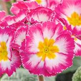 Stängelprimel Inara® 'Pink Bicolor'