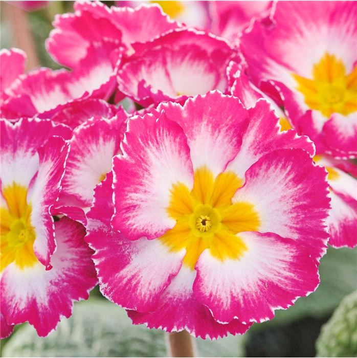 Stängelprimel Inara® 'Pink Bicolor'