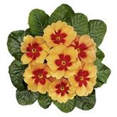 Stern-Primel 'Jupiter® Orange Glow'