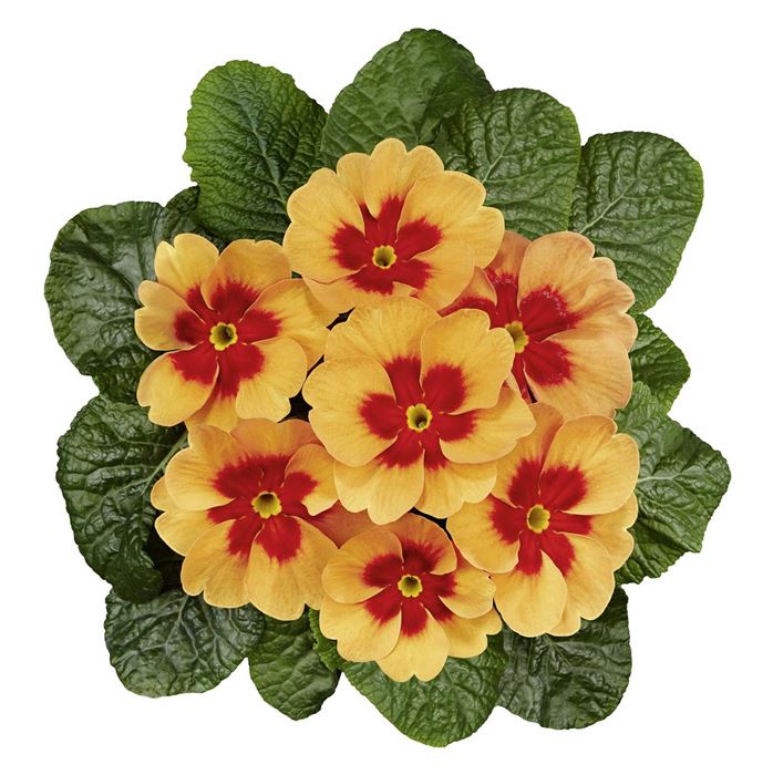 Stern-Primel 'Jupiter® Orange Glow'