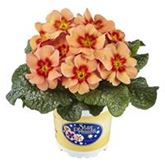 Stern-Primel 'Jupiter® Orange Glow'