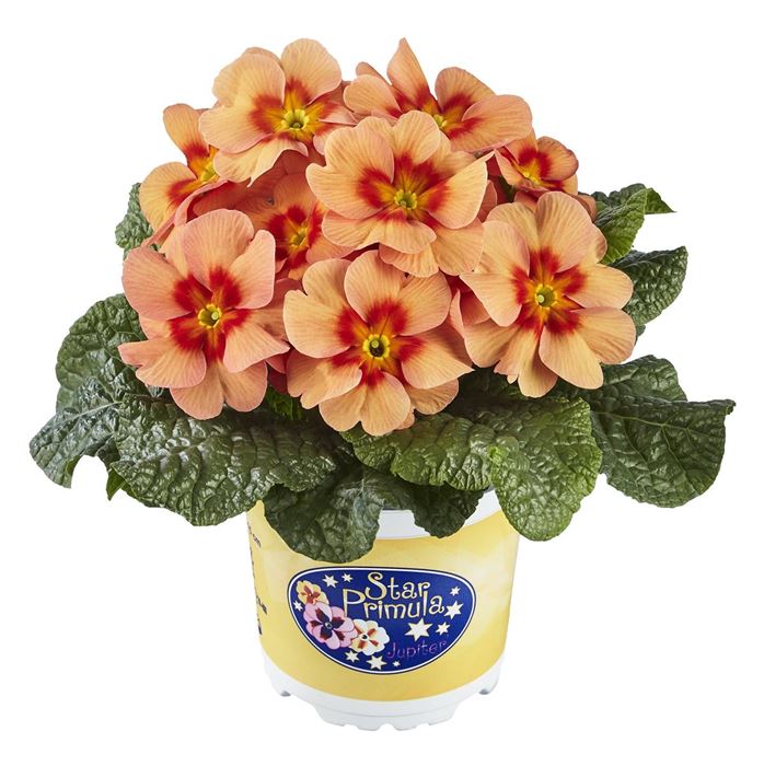 Stern-Primel 'Jupiter® Orange Glow'