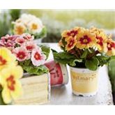 Stern-Primel 'Jupiter® Orange Glow'