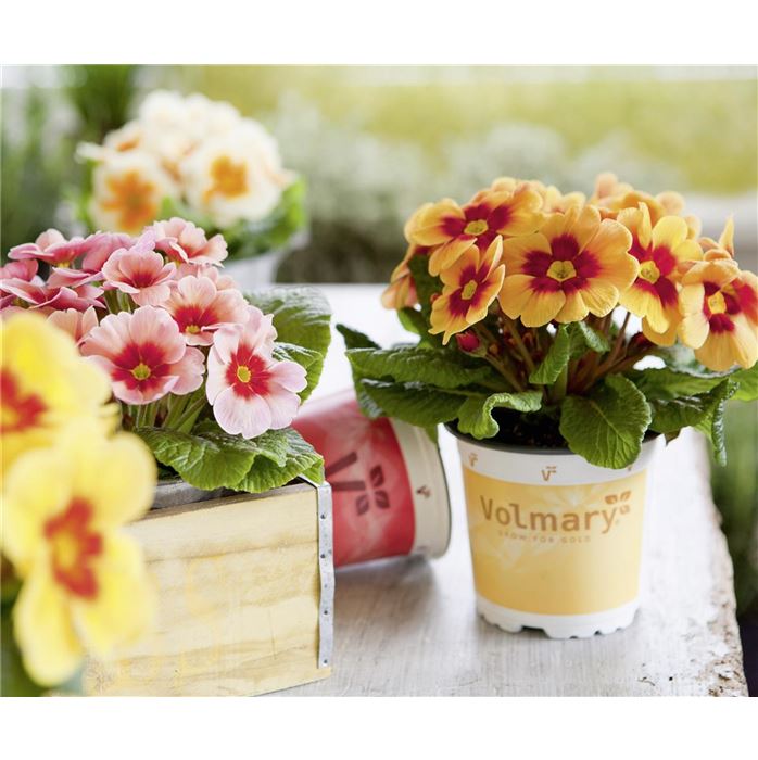 Stern-Primel 'Jupiter® Orange Glow'