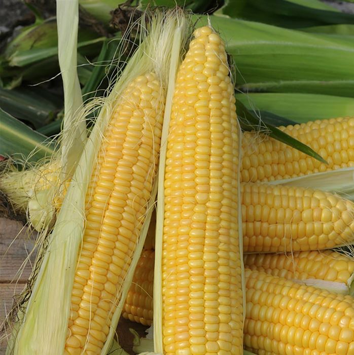 Zuckermais 'Golden Bantam'