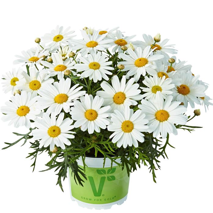 Strauchmargerite 'Aramis® Ice'