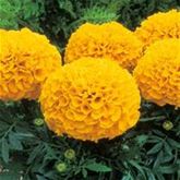 Tagetes 'Antigua Orange' F1