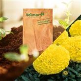 Tagetes 'Antigua Yellow' F1