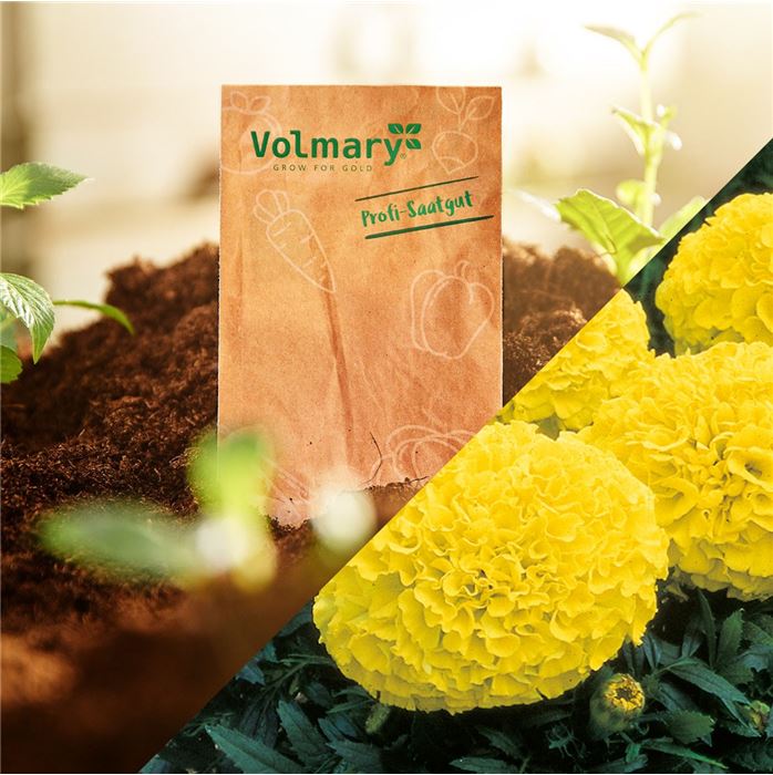 Tagetes 'Antigua Yellow' F1