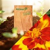 Eine Dose Sonnenschein