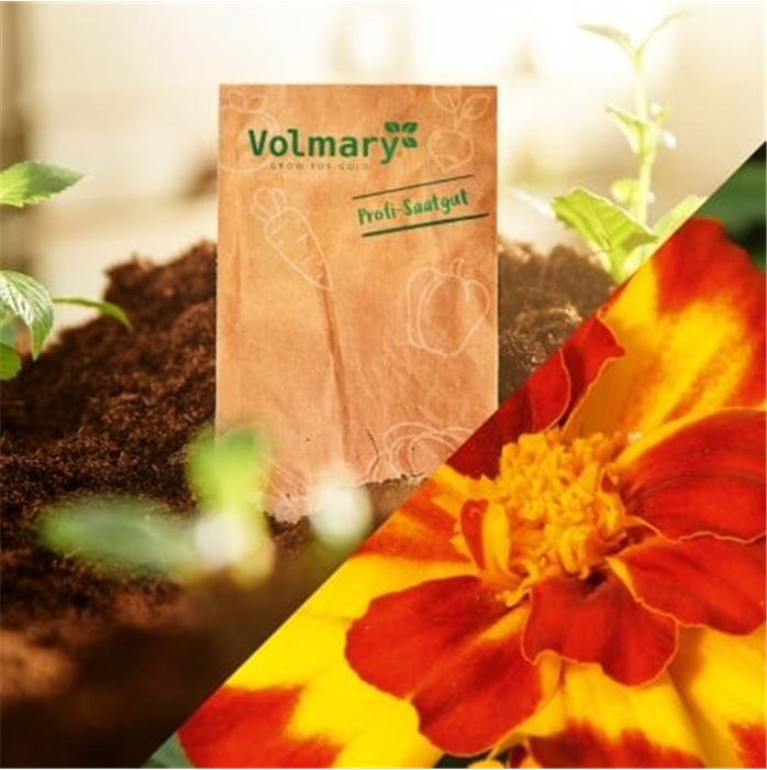 Eine Dose Sonnenschein