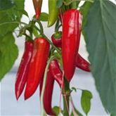 Scharf säen, Feuer ernten