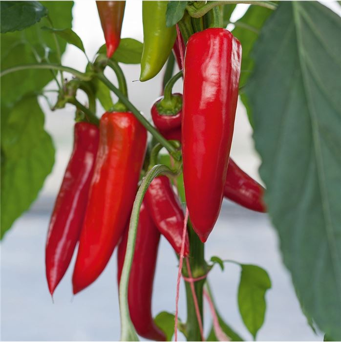 Scharf säen, Feuer ernten