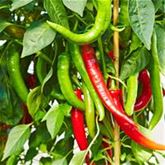 Scharf säen, Feuer ernten