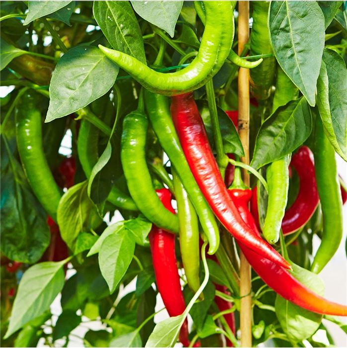 Scharf säen, Feuer ernten