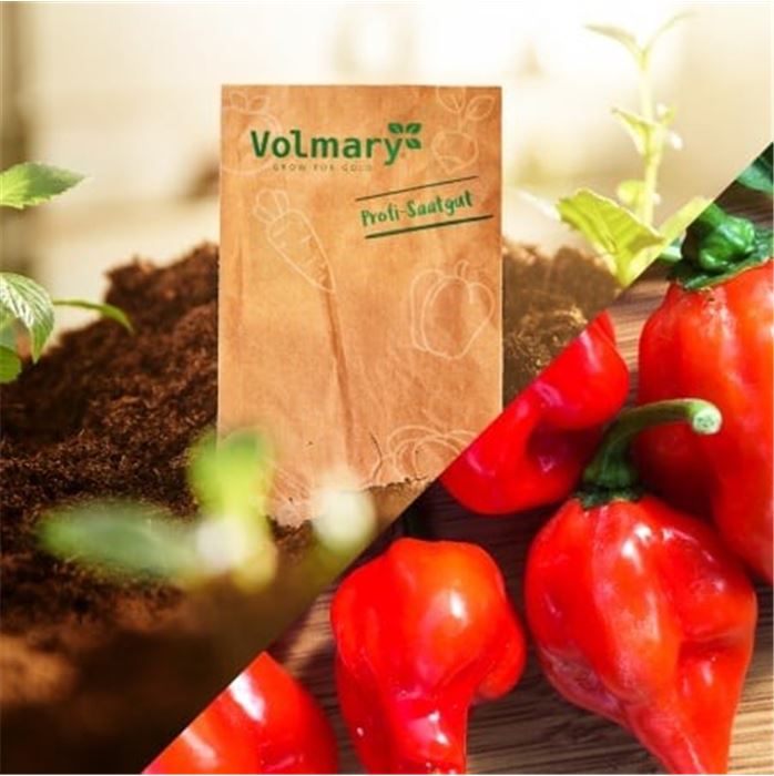 Scharf säen, Feuer ernten