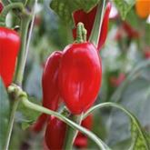 Süße Gemüsepralinen (BIO)