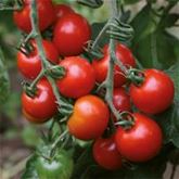 Süße Gemüsepralinen (BIO)