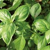 Gärtnern ist günstiger als Therapie