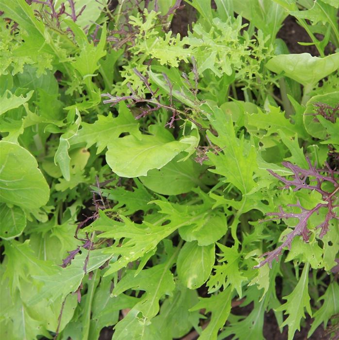 Asia-Salat 'Mischung'