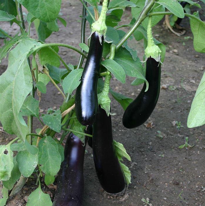 Aubergine 'Violetta Lunga 3'