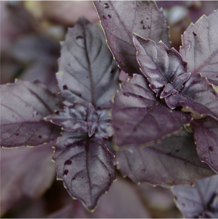 Basilikum 'Dark Opal'