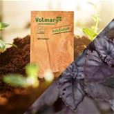 Basilikum 'Dark Opal'