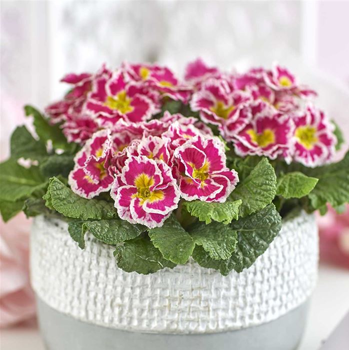 Zuckerguss-Primel 'Sacarina Rose'