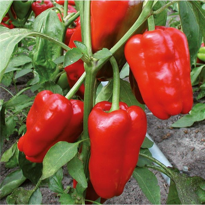 Blockpaprika 'Jubilandska'