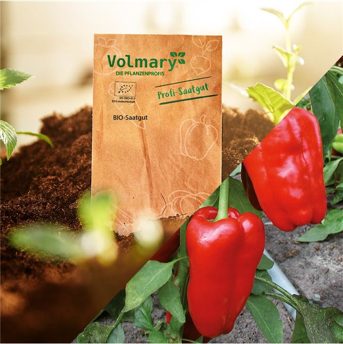 Blockpaprika 'Jubilandska'