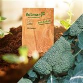 Brokkoli 'Belstar' F1