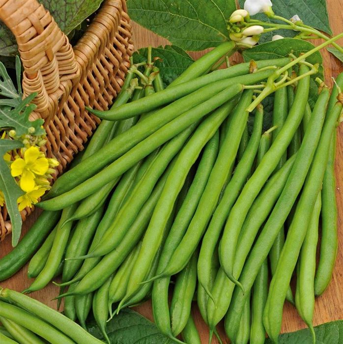Buschbohne 'Primavera'