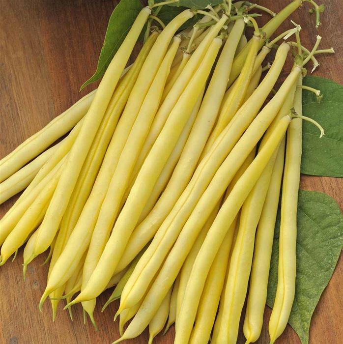 Buschbohne 'Voletta'