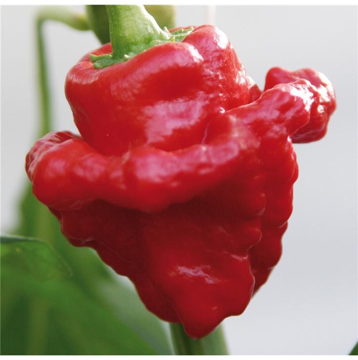 Chili 'Animo® Red'