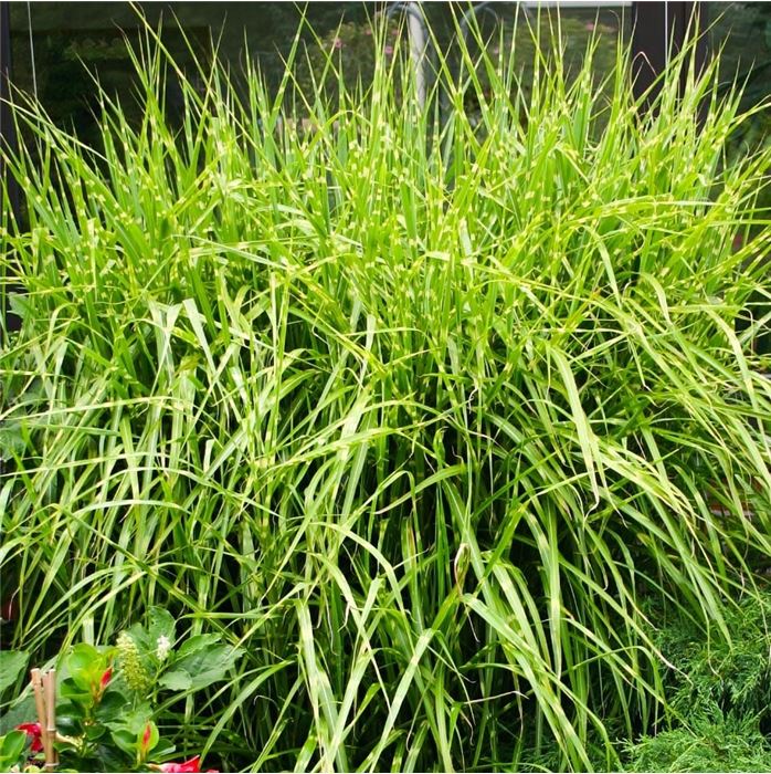 Chinaschilf 'Zebrinus'