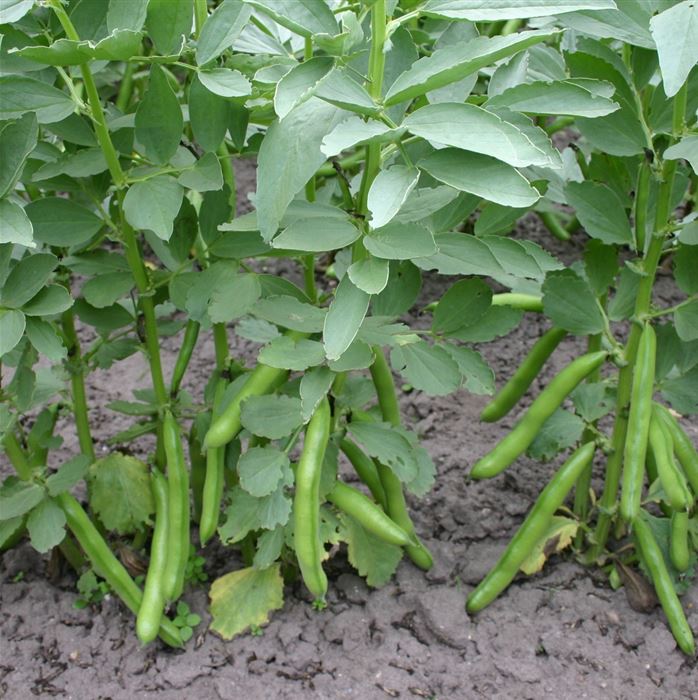 Dicke Bohne 'Eleonora'