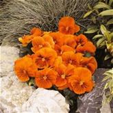 Edelveilchen 'Cats® Orange'