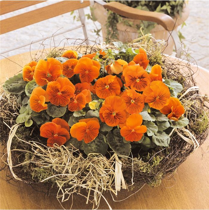 Edelveilchen 'Cats® Orange'