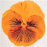 Edelveilchen 'Cats® Orange'