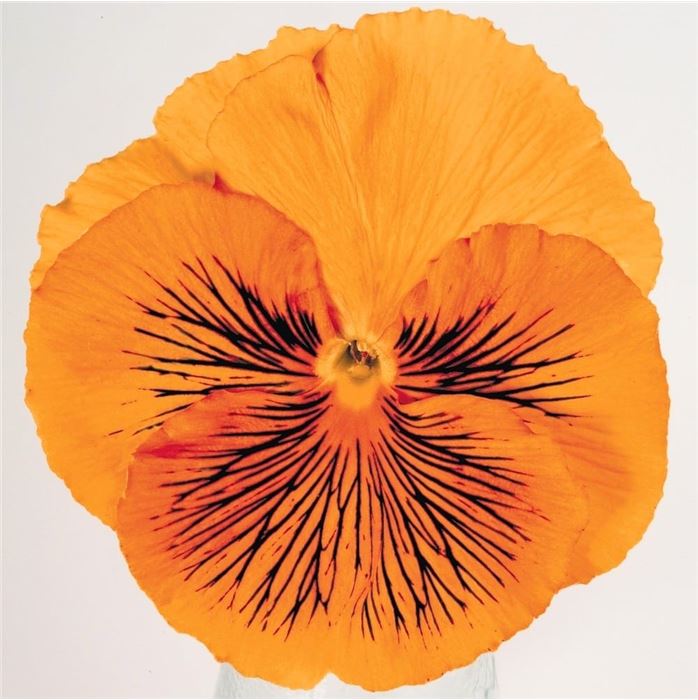 Edelveilchen 'Cats® Orange'