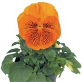 Edelveilchen 'Cats® Orange'