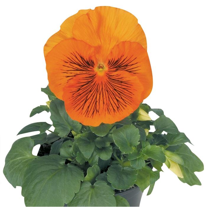 Edelveilchen 'Cats® Orange'