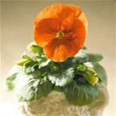 Edelveilchen 'Cats® Orange'