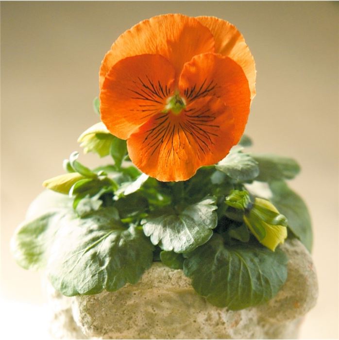 Edelveilchen 'Cats® Orange'