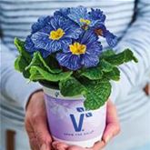 Ozean-Primel 'Nautilus® Blue Vein'