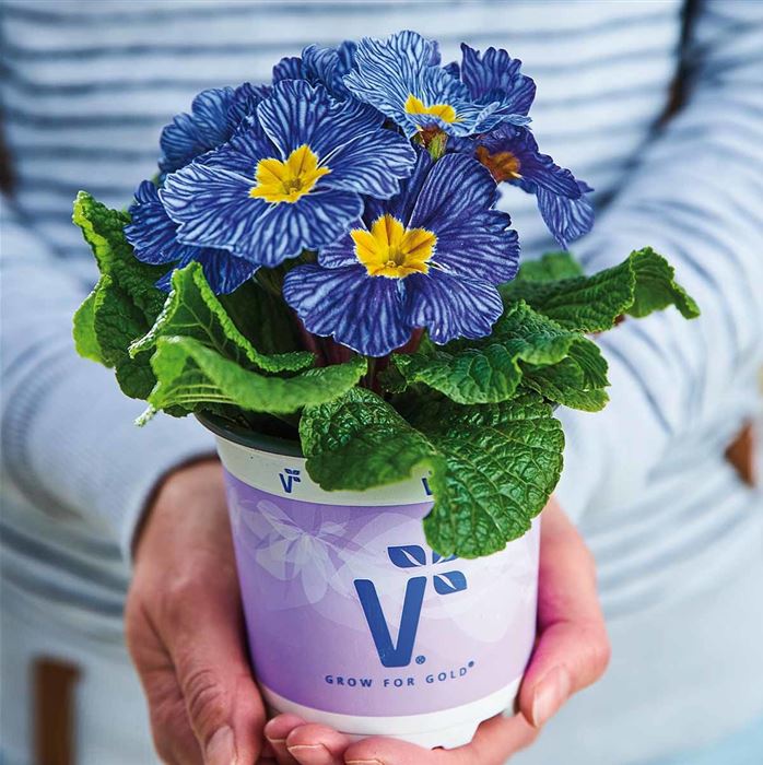 Ozean-Primel 'Nautilus® Blue Vein'