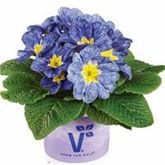 Ozean-Primel 'Nautilus® Blue Vein'