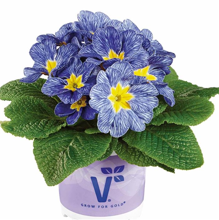 Ozean-Primel 'Nautilus® Blue Vein'