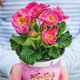 Rosen-Primel 'Girl's Delight Pink Shades'