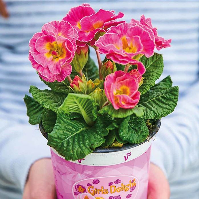 Rosen-Primel 'Girl's Delight Pink Shades'